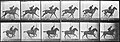 Sequence of horse galloping ("Daisy")