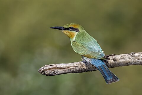 Rainbow bee-eater (Merops ornatus), Northern Territory, Australia