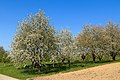 * Nomination Flowering cherry trees at Sasbach, Germany --Llez 06:20, 3 July 2019 (UTC) * Promotion Good quality. --Moroder 06:37, 3 July 2019 (UTC)