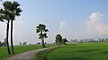 County view with paddy fields