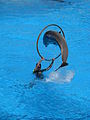Jumping dolphin at Loro Parque