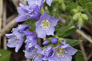 Polemonium californicum, detail