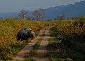 Kaziranga National Park