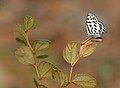 * Nomination Close wing posture Basking of Castalius rosimon (Fabricius, 1775) - Common Pierrot --Sandipoutsider 10:09, 21 June 2024 (UTC) * Promotion Good quality. --Peulle 10:22, 21 June 2024 (UTC)