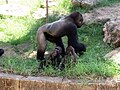 Gorilla family at Ramat Gan Safari