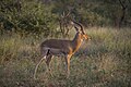 * Nomination Impala (Aepyceros melampus) male --Charlesjsharp 08:24, 21 June 2024 (UTC) * Promotion Good quality. --ReneeWrites 08:28, 21 June 2024 (UTC)