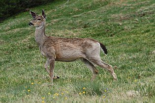 Female Odocoileus hemionus