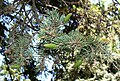 White Spruce (Picea glauca) needles ‎