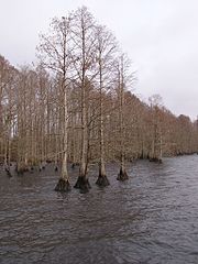 Trees in winter at Phelps Lake, North Carolina