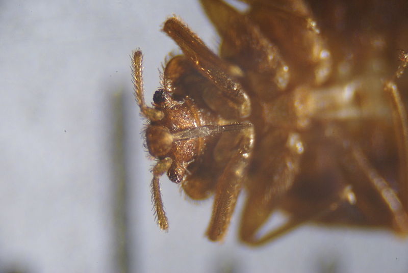 File:Cimex lectularius, face ventrale-28.jpg