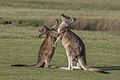 * Nomination Forester kangaroos (Macropus giganteus tasmaniensis) --Charlesjsharp 11:38, 13 January 2024 (UTC) * Promotion  Support Good quality. --Plozessor 12:43, 13 January 2024 (UTC)