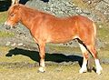 Gotland Pony (cat)