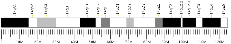 File:Ideogram of house mouse chromosome 14.svg
