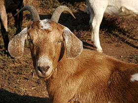 Female goat, also called a nanny