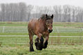 Belgian horse