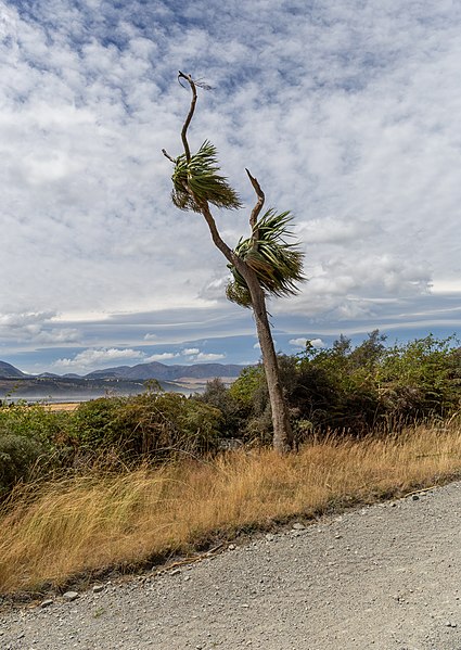 File:Cabbage tree by the side of Double Hill Run Road, Canterbury, New Zealand.jpg