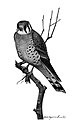 Falco sparverius (common: American Sparrowhawk) Audubon Society Educational Leaflet No. 10 , from Bird-Lore, Vol. 6 No.4.