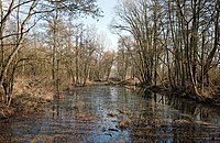 Vue du marais de Fretin