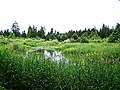 Marsh in Bird Sanctuary. From Comox, BC.