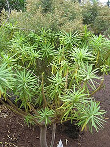 Euphorbia lamarckii