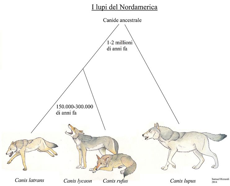 File:The wolves of north america ita.jpg