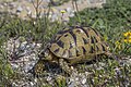 * Nomination Tunisian tortoise (Testudo graeca nabeulensis) --Charlesjsharp 19:42, 7 April 2024 (UTC) * Promotion  Support Good quality. --Nikride 19:47, 7 April 2024 (UTC)