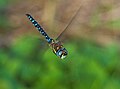 Herbst-Mosaikjungfer - Aeshna mixta, Männchen im Flug, am Bruchgraben in den Kirschgartshäuser Schlägen