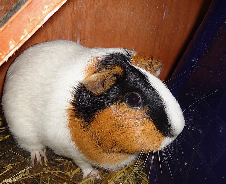 File:A white, orange and black guinea pig.jpg