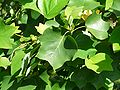 Leaves on the tree