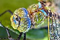 67 File:Libelule-Anax imperator-femelle-Hamois-Luc-Viatour uploaded by Lviatour, nominated by Lviatour,  20,  0,  0