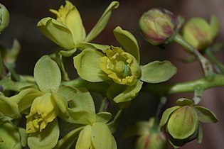 Mahonia nervosa, detail