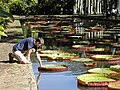 Garden of Pamplemousses (Mauritius)