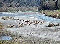 Elk in Redwood National and State Parks