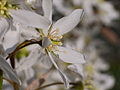 Kupfer-Felsenbirne - Amelanchier lamarckii, Blüten, im Bürgerpark Mannheim-Feudenheim