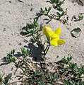 * Nomination: Common bird's-foot trefoil (Lotus corniculatus) --Robert Flogaus-Faust 13:35, 1 April 2024 (UTC) * * Review needed