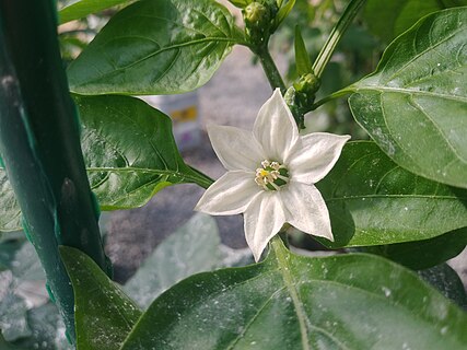 A picture of a pepper flower I took in my school greenhouse.