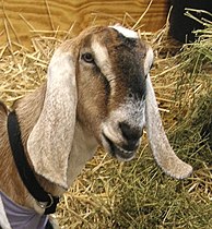 See: Nubian goat