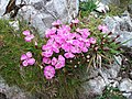 Flower on Schneeberg