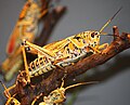 Eastern Lubber Grasshopper