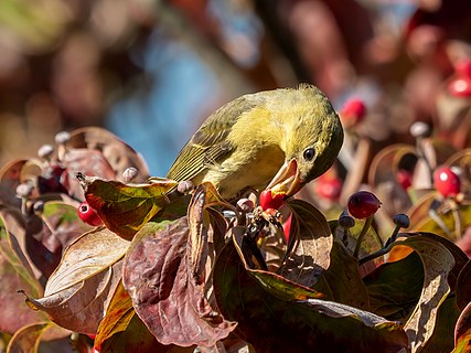 A female scarlet tanager eating a berry in a flowering dogwood tree