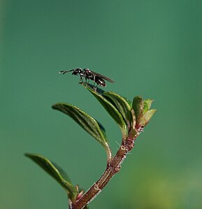 tiny unidentified ant wasp (thanks Anne!) perched on a thyme leaf
