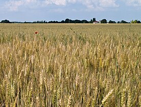   Wheat field in Île-de-France