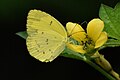 * Nomination Close Wing Nectaring of Eurema brigitta (Stoll, 1780) - Small Grass Yellow --TAPAN1412 15:15, 16 December 2023 (UTC) * Decline  Oppose Insufficient quality --Plozessor 05:16, 17 December 2023 (UTC)