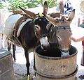 Mules in Lindos (Greece)