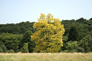 Black locust ‘Frisia’ Robinia pseudoacacia 'Frisia').