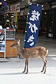 Tame deer roaming the streets of Miyajima