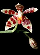 Phalaenopsis maculata