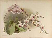 plate 68 1. Phalaenopsis sanderiana 2. Phalaenopsis × intermedia