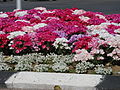 Flowers on the streets of Ra'anana