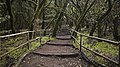 ◆2013/01-48 ◆Category File:Bosque Encantado, Parque nacional de Garajonay, La Gomera, España, 2012-12-14, DD 19.jpg uploaded by Poco a poco, nominated by Tomer T
